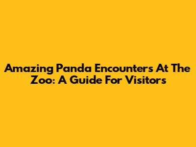 Amazing Panda Encounters At The Zoo: A Guide For Visitors