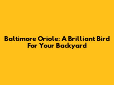 Baltimore Oriole: A Brilliant Bird For Your Backyard