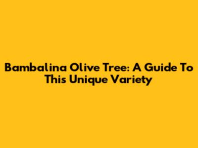Bambalina Olive Tree: A Guide To This Unique Variety