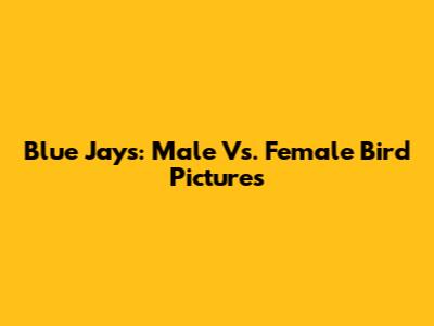 Blue Jays: Male Vs. Female Bird Pictures