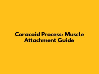 Coracoid Process: Muscle Attachment Guide