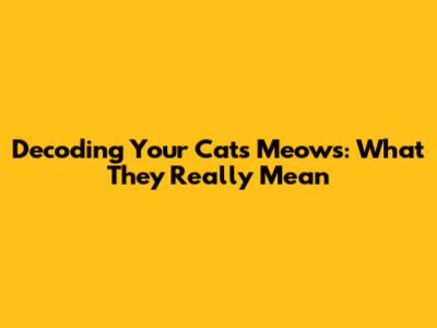 Decoding Your Cat's Meows: What They Really Mean