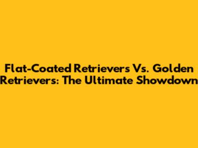 Flat-Coated Retrievers Vs. Golden Retrievers: The Ultimate Showdown