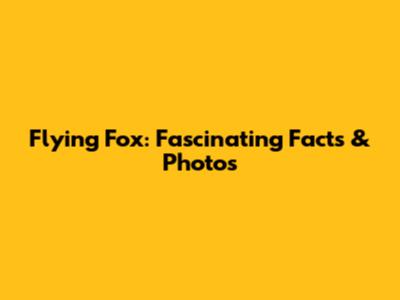 Flying Fox: Fascinating Facts & Photos