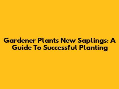 Gardener Plants New Saplings: A Guide To Successful Planting