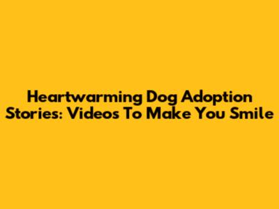 Heartwarming Dog Adoption Stories: Videos To Make You Smile