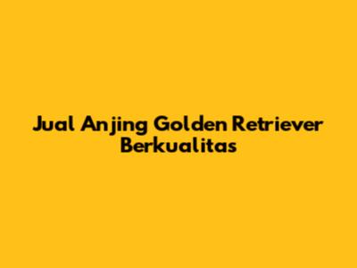 Jual Anjing Golden Retriever Berkualitas