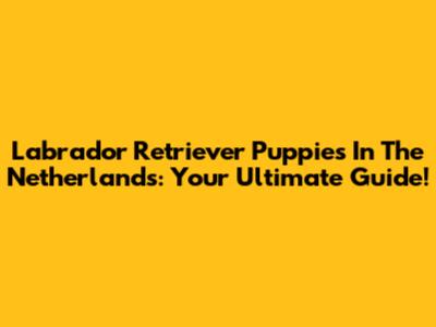 Labrador Retriever Puppies In The Netherlands: Your Ultimate Guide!