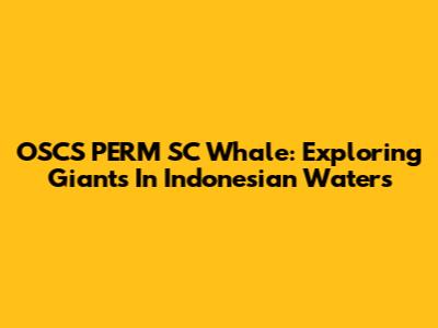 OSCS PERM SC Whale: Exploring Giants In Indonesian Waters