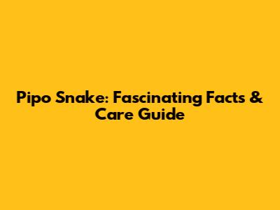 Pipo Snake: Fascinating Facts & Care Guide