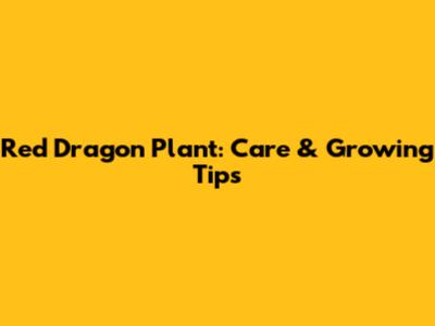 Red Dragon Plant: Care & Growing Tips