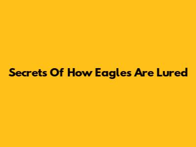 Secrets Of How Eagles Are Lured