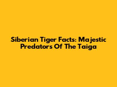Siberian Tiger Facts: Majestic Predators Of The Taiga
