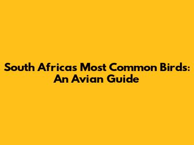 South Africa's Most Common Birds: An Avian Guide