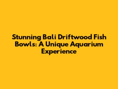 Stunning Bali Driftwood Fish Bowls: A Unique Aquarium Experience