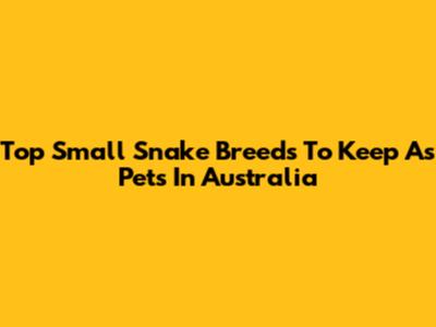 Top Small Snake Breeds To Keep As Pets In Australia
