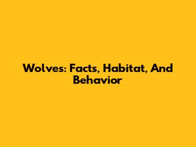 Wolves: Facts, Habitat, And Behavior